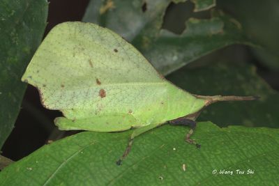 (Trigonopterygidae, Systella sp.)[B}