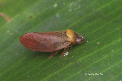 (Cercopidae,  {Subfamily} Cercopinae sp.)[H]Froghopper