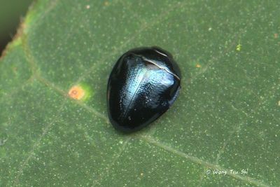 (Buprestidae, Pachyschelus sp.)[A]Jewel Beetles