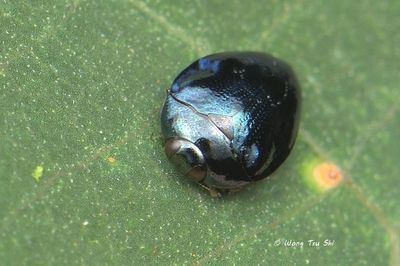 (Buprestidae, Pachyschelus sp.)[A]Jewel Beetles