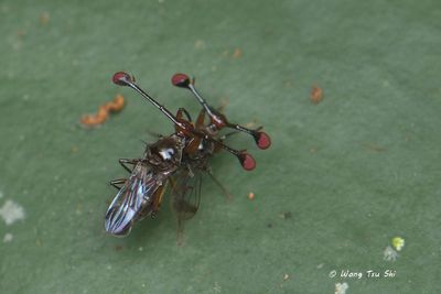 (Diopsidae, Teleopsis sp.)[A]Stalk-eyed Fly