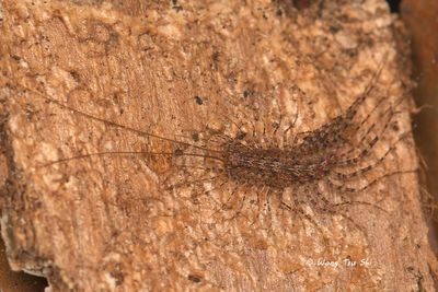 MYRIAPODA - Centipedes, Millipedes