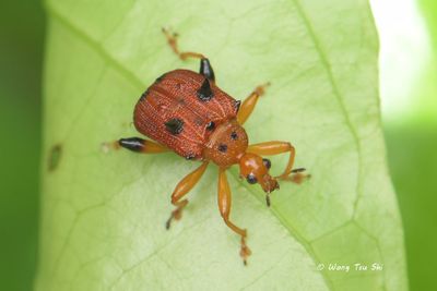 (Attelabidae, Agomadaranus tandjongicus) Leaf-rolling Weevil