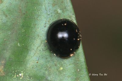(Coccinellidae, Halmus chalybeus)