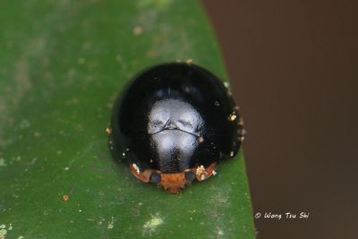 (Coccinellidae, Halmus chalybeus)