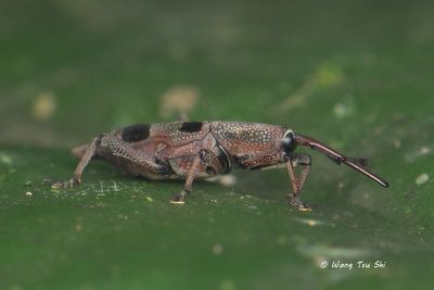 (Curculionidae, Cercidocerus sp.)[C]True Weevil