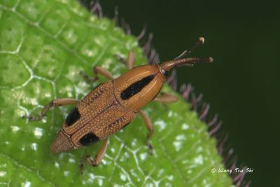 (Curculionidae, {Subtribe} Sphenophorina sp.)[C]True Weevil