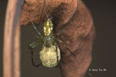 MIMETIDAE - Pirate Spiders