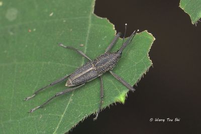 (Curculionidae, {Subtribe} Sphenophorina sp.)[D]True Weevil