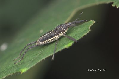 (Curculionidae, {Subtribe} Sphenophorina sp.)[D]True Weevil