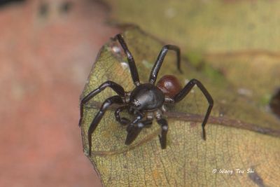 TRACHELIDAE - Bull-headed Hunters