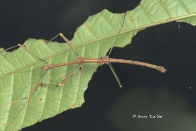 Lonchodidae, {Subfamily} Lonchodinae sp. A