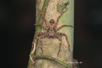 (Heteropoda sp.)[U] ♀