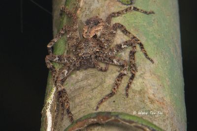 (Heteropoda sp.)[U] ♀