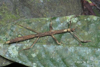 Lonchodidae, {Subfamily} Lonchodinae sp. B