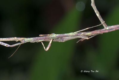 Lonchodidae sp. B