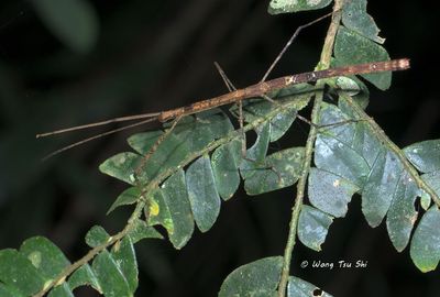 {Order}Phasmatodea sp. C