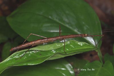 Lonchodidae sp. C