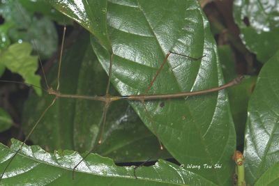 Lonchodidae sp. D