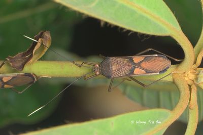 Coreidae, sp. [A] Leaf-footed Bug