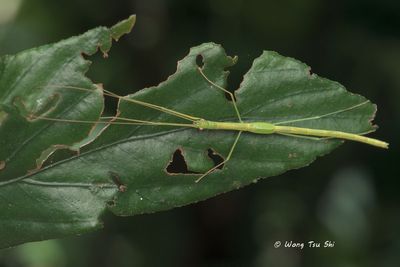 (Lonchodidae, {Subfamily} Necrosciinae, {Tribe} Necrosciini sp. B