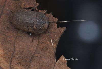 (Blattidae, Catara minor
