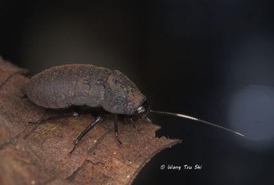 (Blattidae, Catara minor