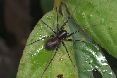 (Mallinella sp.)[B] ♀