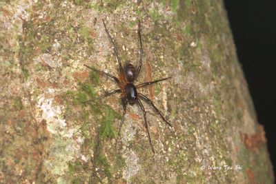 ZODARIIDAE - Ant-hunting Ground Spiders