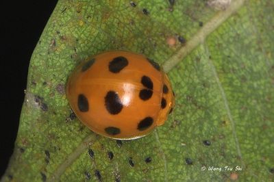 COLEOPTERA - Coccinellidae - Ladybird Beetles