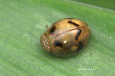 (Issidae,  Hemisphaerius sp.)[B]Planthopper