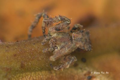 THOMISIDAE - Crab Spiders
