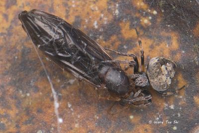 (Eriovixia excelsa) ♀