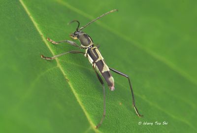 (Cerambycidae, Xylotrechus sp.)[A]