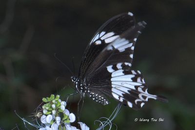 PAPILIONIDAE - Swallowtails