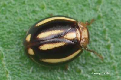 (Issidae,  Hemisphaerius sp.)[A]Planthopper