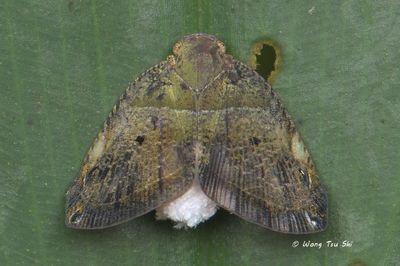 (Ricaniidae, {Subfamily} Ricaniinae  sp.)[A]Planthopper
