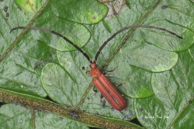 (Lycidae, Scarelus sp.)[A]Net-winged Beetle