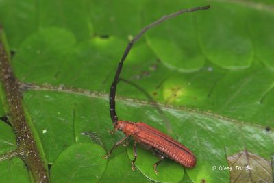 (Lycidae, Scarelus sp.)[A]Net-winged Beetle
