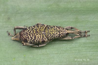 (Curculionidae, {Subtribe} Sphenophorina sp.)[J]True Weevil