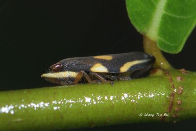 Aphrophoridae sp. [D] Spittlebug