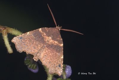 (Erebidae, Herminiinae, Falana sordida)