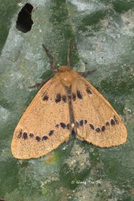(Erebidae, Lymantriinae, Rhypotoses sp.)[A]