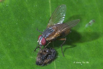 (Muscidae, Dichaetomyia sp.)[A]House Fly 