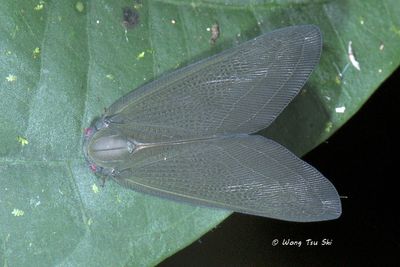 (Nogodininidae, {Subfamily} Nogodininae sp.)[B]