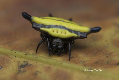 (Gasteracantha sp.)[C] ♀