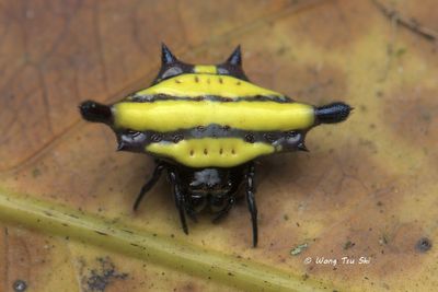 (Gasteracantha sp.)[C] ♀