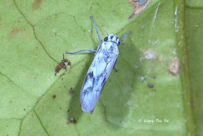 (Cicadellidae, Poochara sp.)