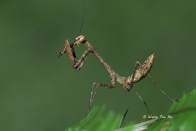 (Deroplatyidae, Deroplatys sp.)[B]Asian Dead Leaf Mantises