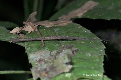 Lonchodidae sp. F